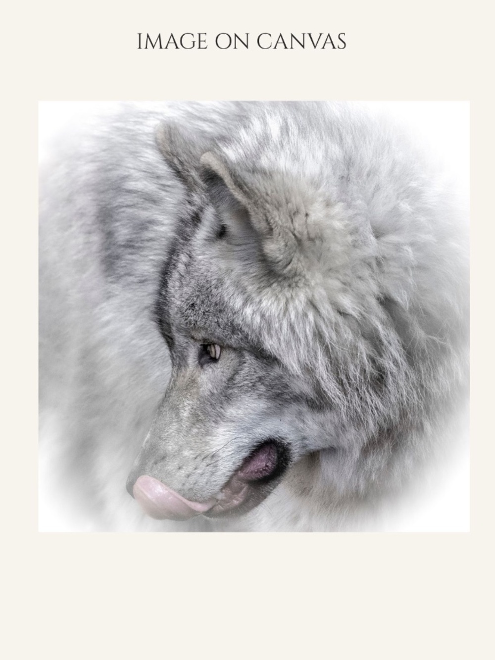 Photograph on canvas  8" X 8" grey wolf Original Art